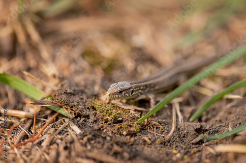 The lizard runs on the ground. Reptile animal. Fauna. Selective focus. Macro.
