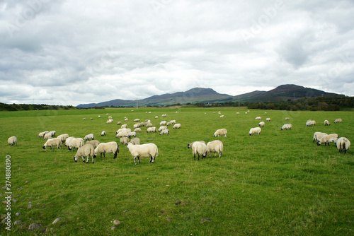 Cooley Peninsula.Ireland.Sheep graze on a green meadow.