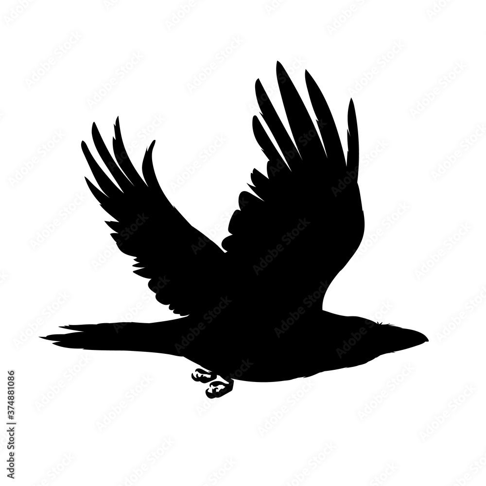 Monochrome vector illustration of black silhouette of smart bird Corvus Corax isolated on white background. Realistic raven flying. Element for your design, print, decoration. Stencil. Monochrome vector illustration of black silhouette of smart bird Corvus Corax isolated on white background. Realistic raven flying. Element for your design, print, decoration. Stencil.