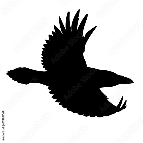 Realistic raven flying. Stencil. Monochrome vector illustration of black silhouette of smart bird Corvus Corax isolated on white background. Element for your design  print  decoration.