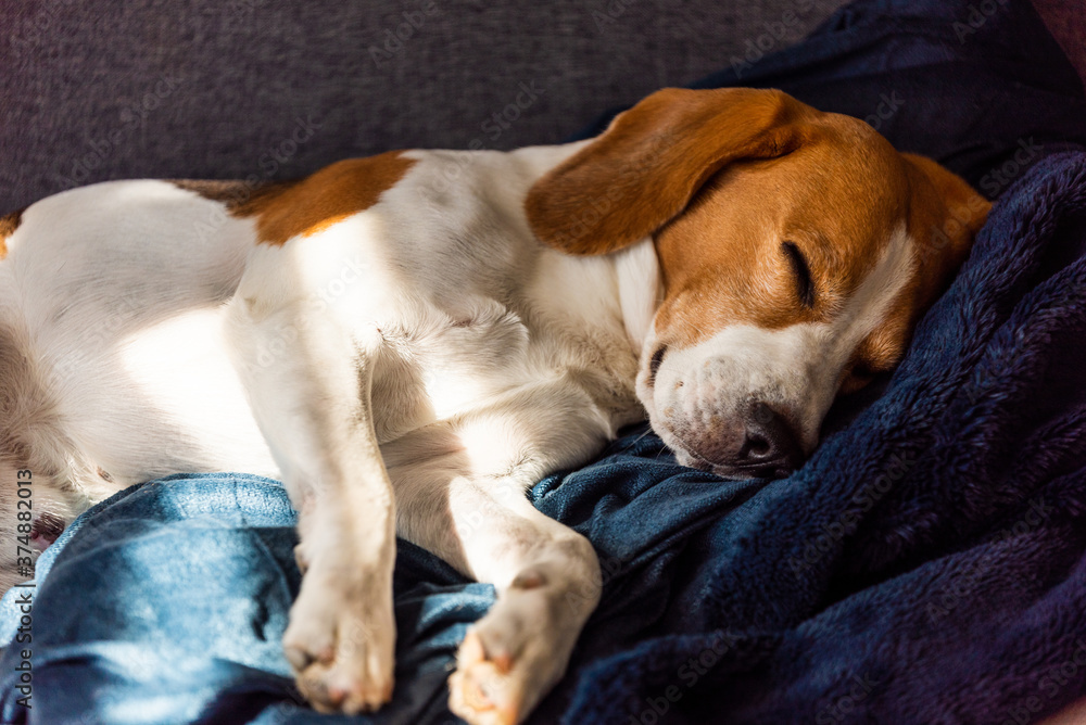Fototapeta premium Beagle dog tired sleeps on a couch in sun rays.