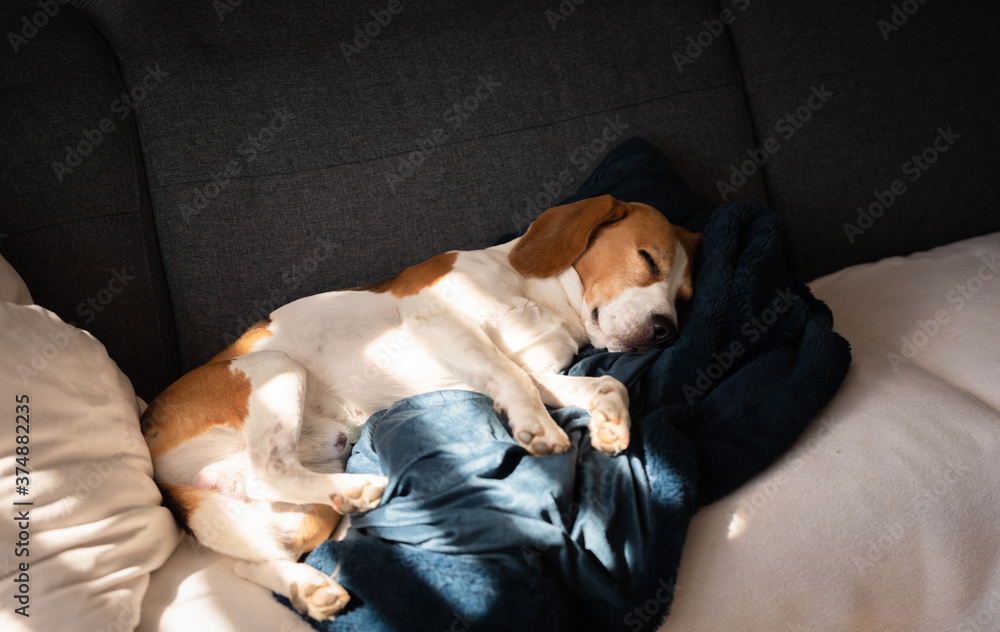 Obraz premium Beagle dog tired sleeps on a couch in sun rays.