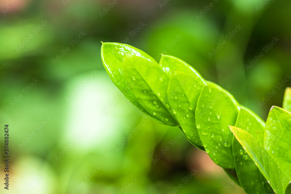 Fototapeta premium araceae,Zamioculcas zamiifolia or Zanzibar Gem Green leaf background beautiful and Useful decorative ornamental plants