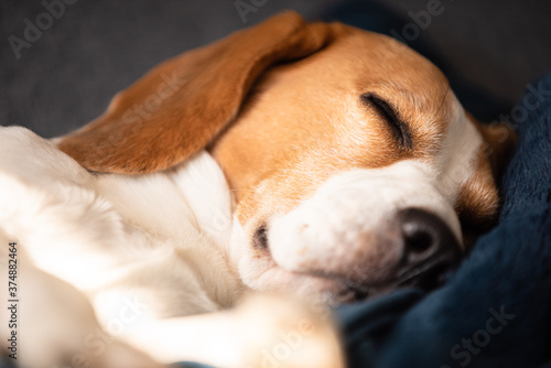 Beagle dog tired sleeps on a couch in sun rays.