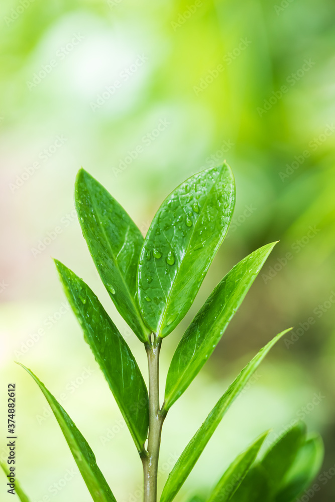 araceae,Zamioculcas zamiifolia or Zanzibar Gem Green leaf background beautiful and Useful decorative ornamental plants araceae,Zamioculcas zamiifolia or Zanzibar Gem Green leaf background beautiful and Useful decorative ornamental plants