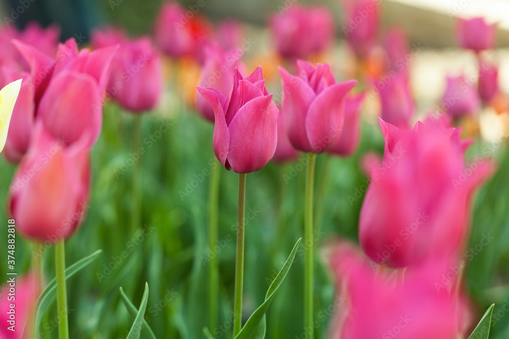 tulips garden