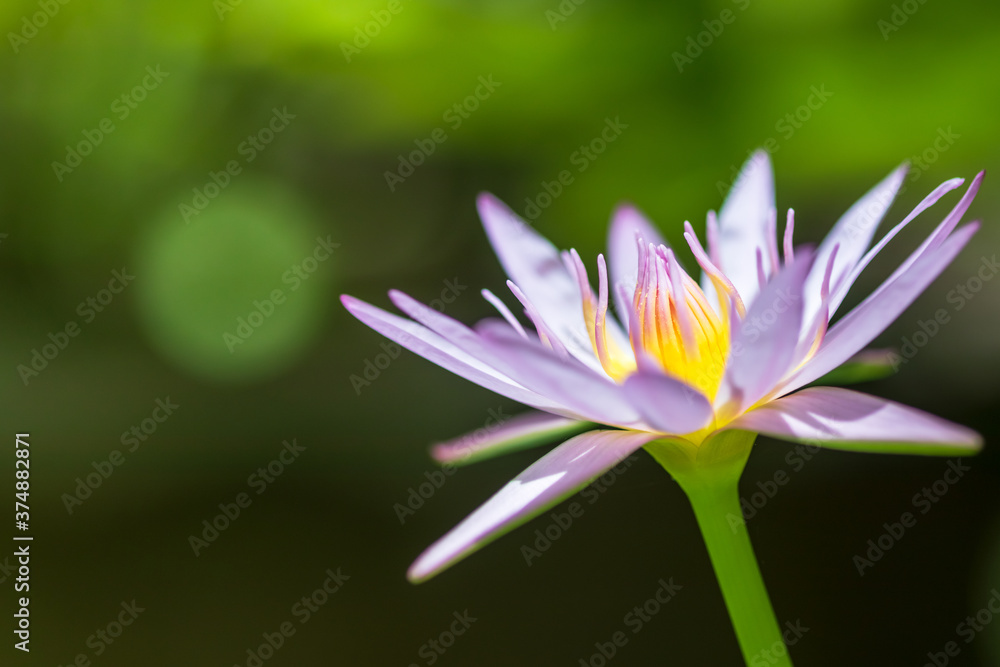 Beautiful pink water lilies, pink water lilies with leaves blurred background Beautiful pink water lilies, pink water lilies with leaves blurred background
