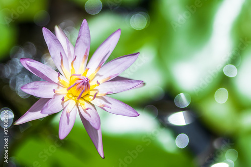 Beautiful pink water lilies, pink water lilies with leaves blurred background