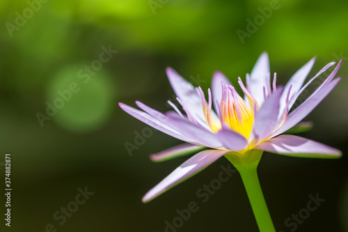 Beautiful pink water lilies, pink water lilies with leaves blurred background