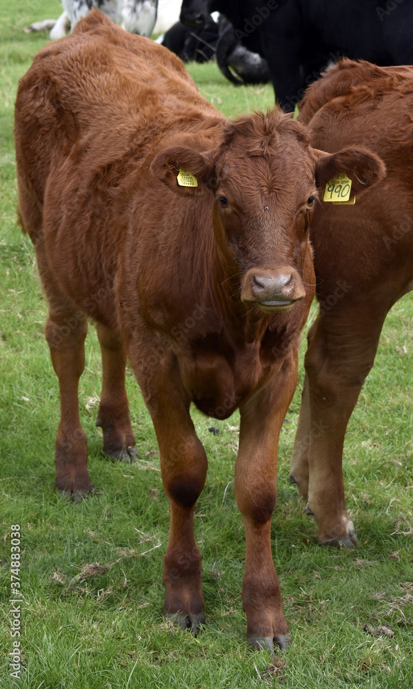 Ginger / Brown Sussex cow calf with cattle ear tag standing in pastureland at a farm in Buckinghamshire UK. Ginger / Brown Sussex cow calf with cattle ear tag standing in pastureland at a farm in Buckinghamshire UK.