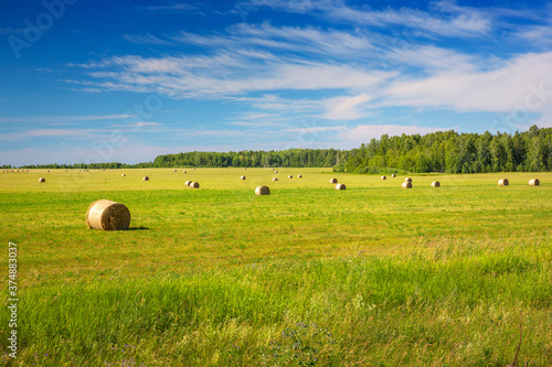 round bales of hay on a field after the harvest