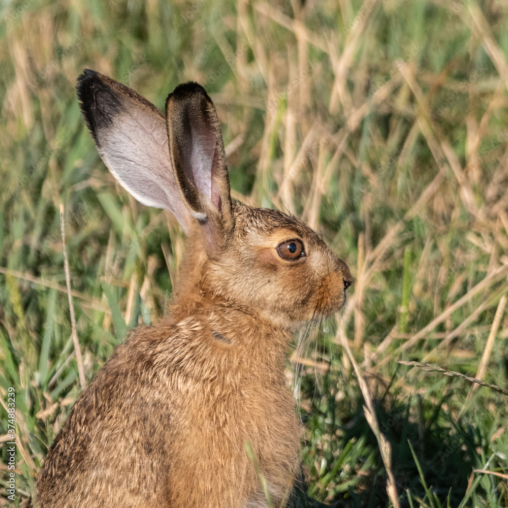 Fototapeta premium Hase