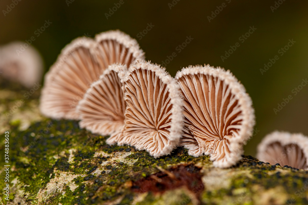Mold fungus lined up on the tree. Mold fungus lined up on the tree.