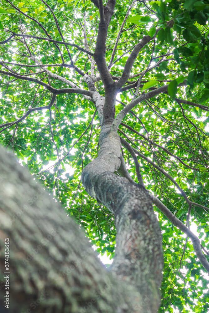 Fototapeta premium Trees, branches and leaves in forest, sunlight background, natural green wood