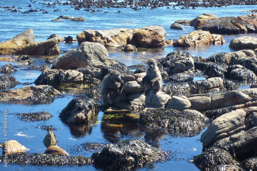 Obraz premium Baboons Foraging in the Intertidal Zone at Cape Point, South Africa