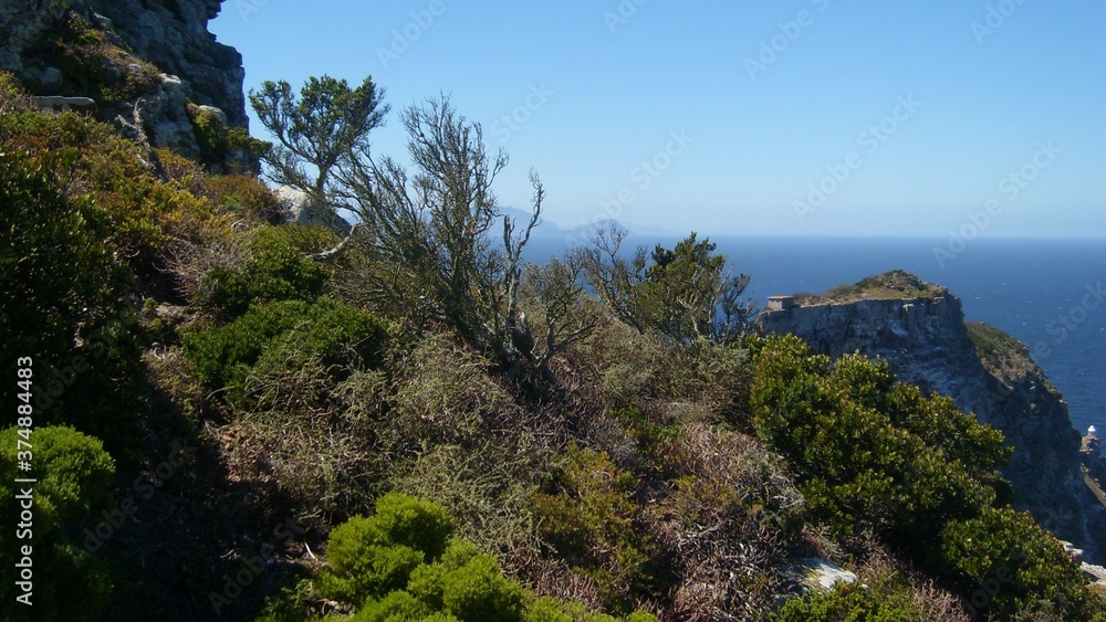 Greenery and Ocean at Cape Point, South Africa