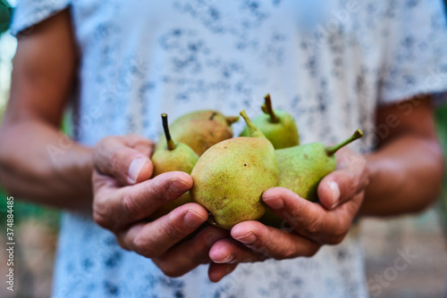 man with freshly collected pears in his hands