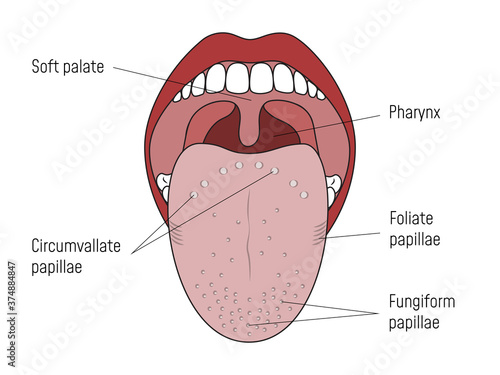 Lingual Gustatory Papillae and Taste Buds Human Mouth photo