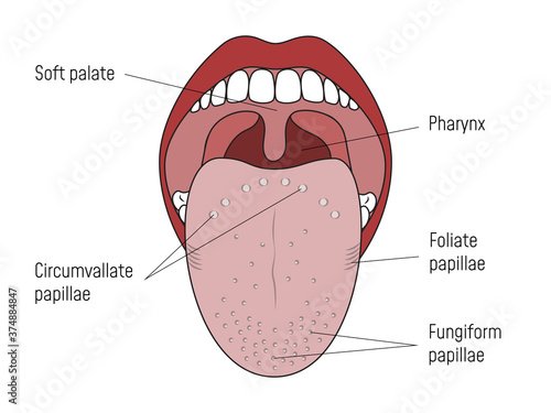 Lingual Gustatory Papillae and Taste Buds Human Mouth