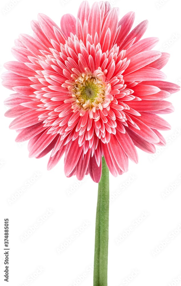 Gerbera daisy. Gerbera daisy.