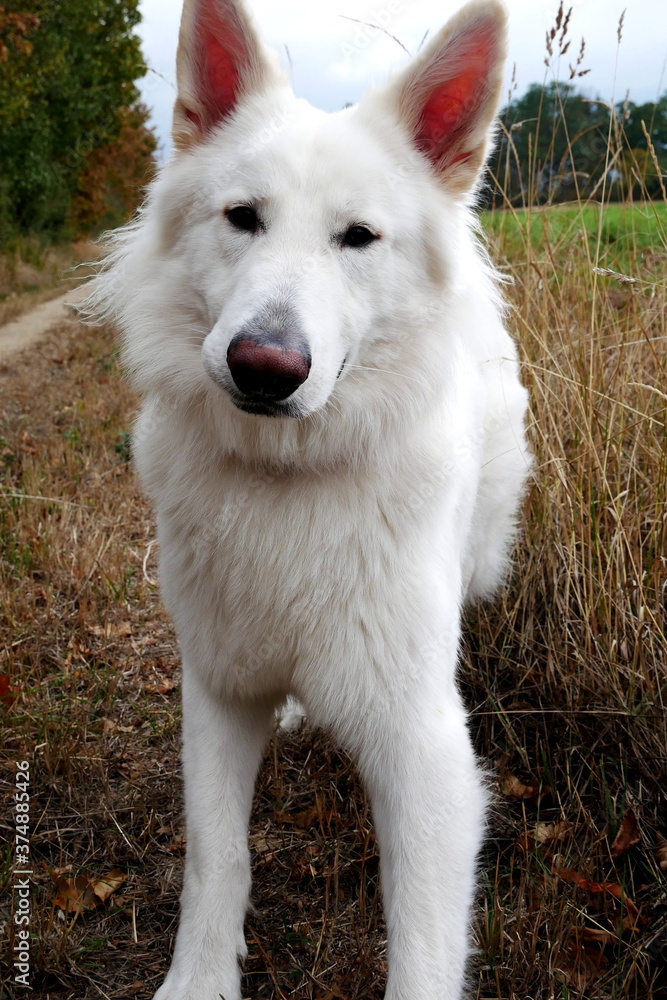 Porträt Weißer Schäferhund Finlay beim Wandern im Feld Porträt Weißer Schäferhund Finlay beim Wandern im Feld