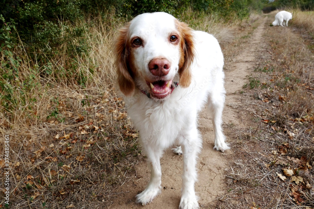 Bretonenspaniel Hund Tom beim Wandern im Feld
