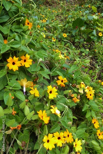 Thunbergia / Black Eyed Susan Vine in Nature, Wilderness, South Africa