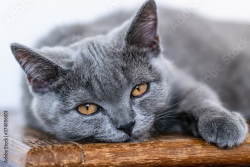 Cute british shorthair kitten  Selective soft focus