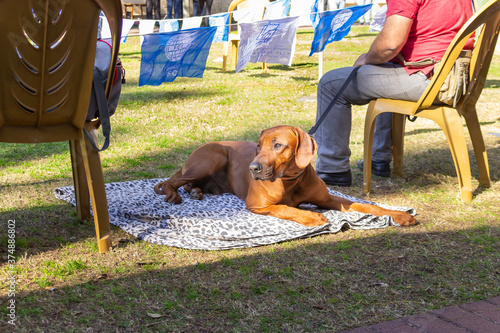 A dog with its owner at a dog festival - competition in the city of Ako in northern Israel photo