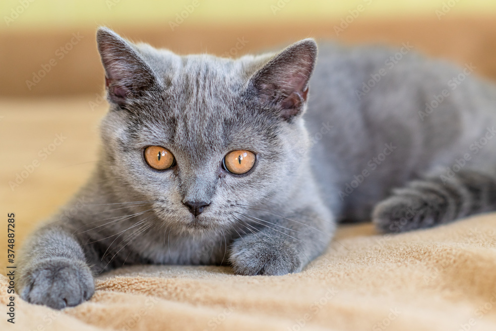 Cute british shorthair kittens .  Selective soft focus