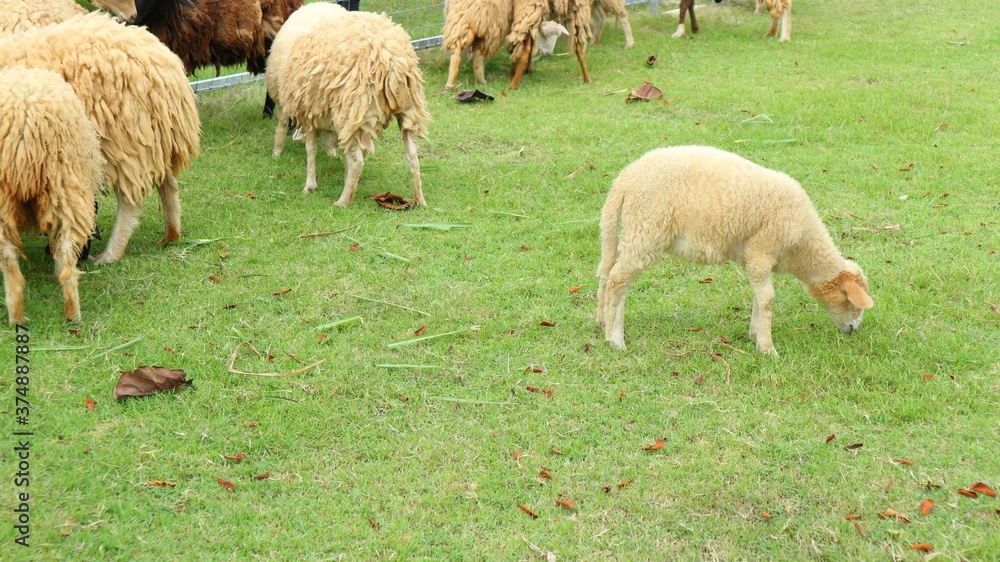 Obraz premium sheep and lambs
