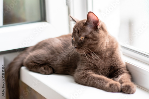 Cute british shorthair kitten Selective soft focus