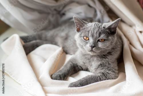 Cute british shorthair kitten Selective soft focus