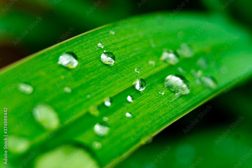 Waterdrops on grass Waterdrops on grass