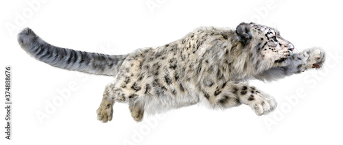 3D Rendering Snow Leopard on White © photosvac