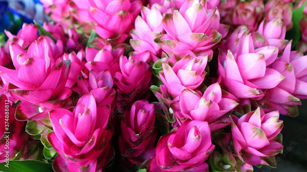 pink and white tulips pink and white tulips