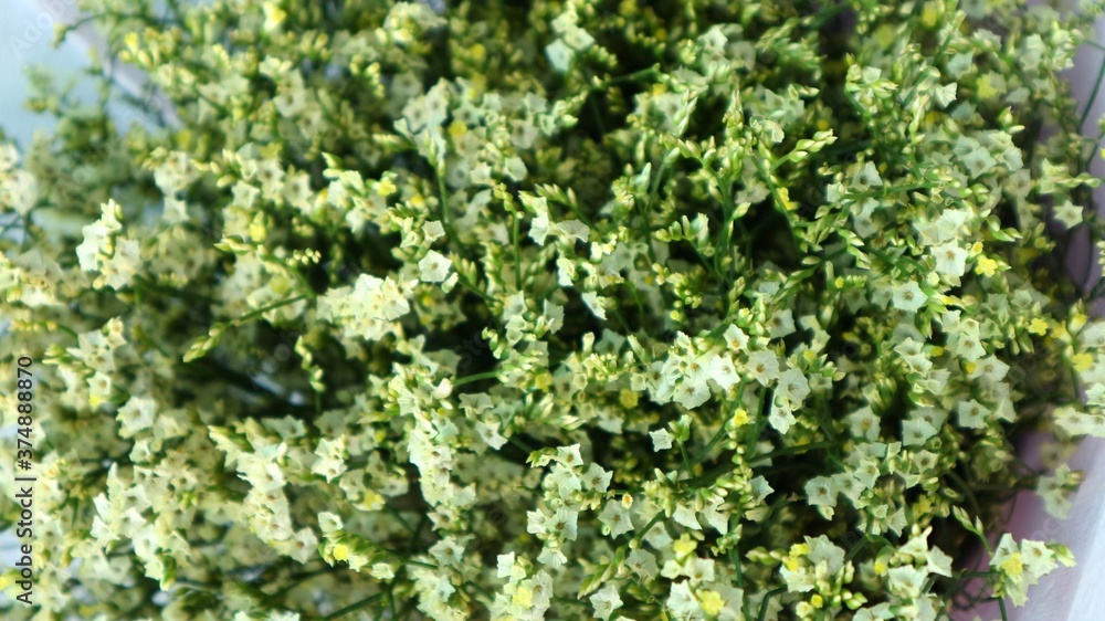 green moss on the wall green moss on the wall