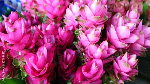 pink and white tulips © วอน จังมึง