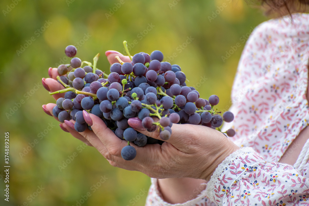 Isabella grapes in female hands. Used in winemaking