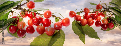 fresh red cherries on a sky background