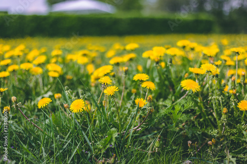 Field of yellow flowers © Linus