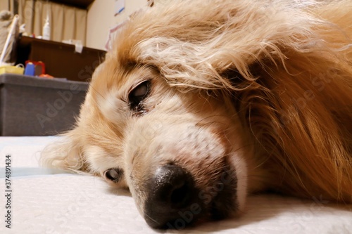 眠る18歳の老犬 ミニチュアダックスフント