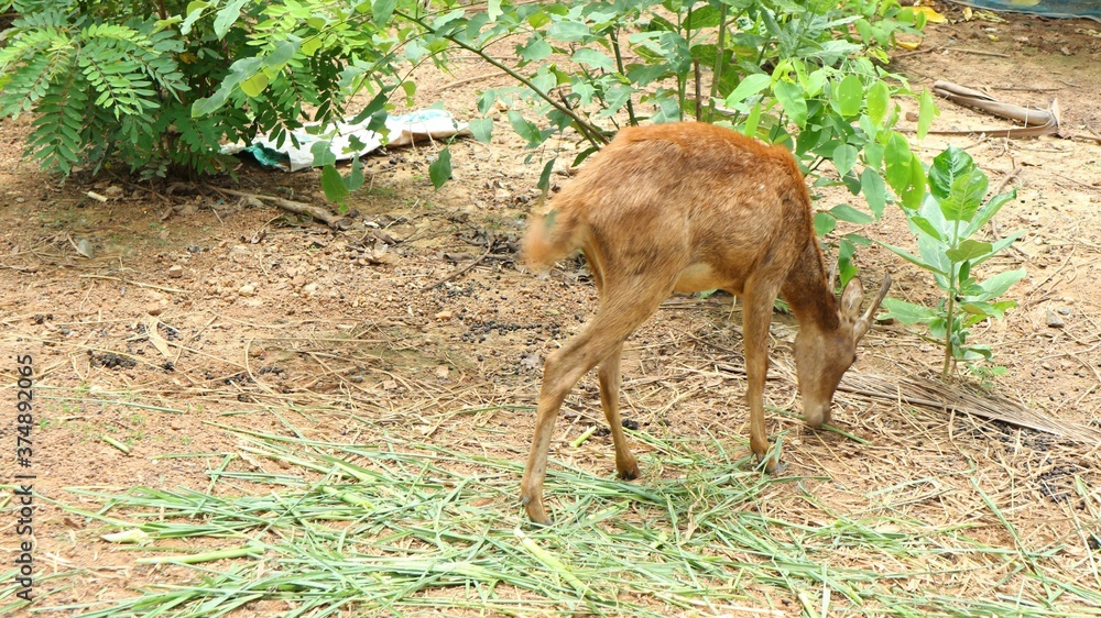 deer in the woods deer in the woods