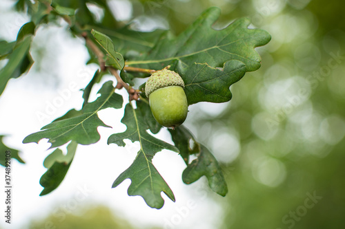 Eichel am Baum mit Eichenblättern