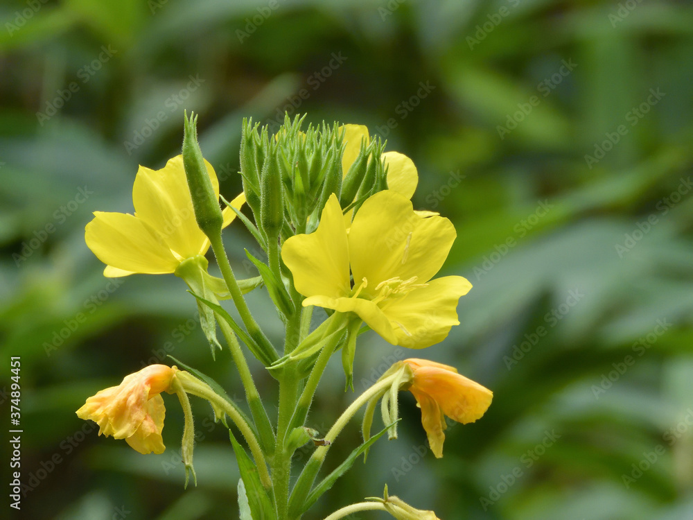 Fototapeta premium 野に咲くマツヨイグサ