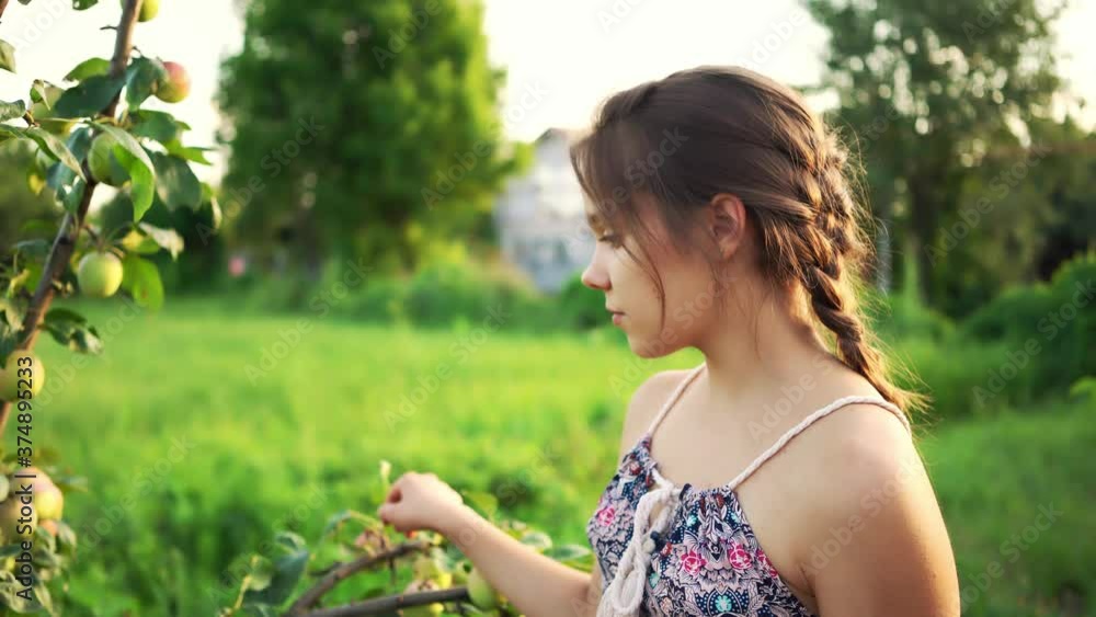 Selective focus of young caucasian female teenager with brown braid sitting on wooden chair in garden near bush and apples. Front view of farm girl collecting harvest in countryside. Selective focus of young caucasian female teenager with brown braid sitting on wooden chair in garden near bush and apples. Front view of farm girl collecting harvest in countryside.