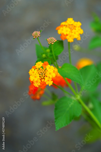 Yellow, orange and pink lantana flowers growing in the garden