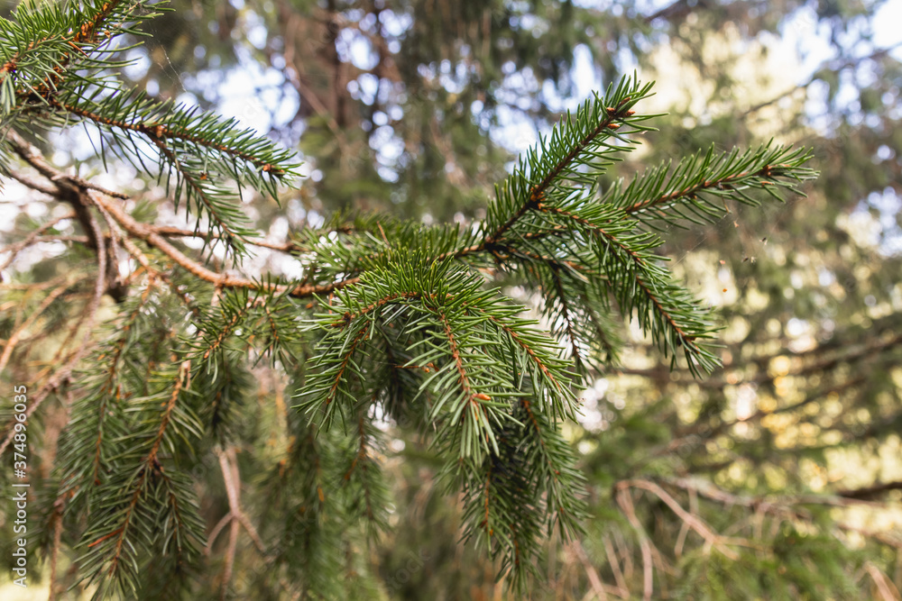 Coniferous spruce branch close up Coniferous spruce branch close up
