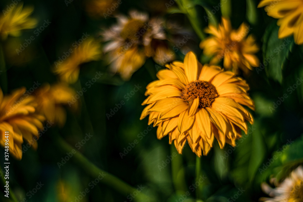 Fototapeta premium Gartenblumen