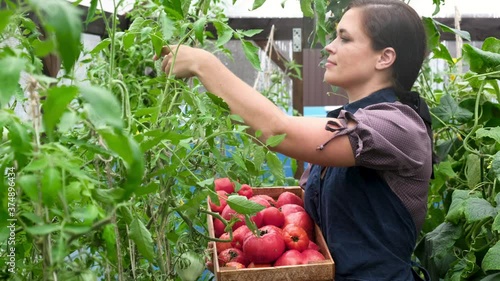 Portrait of Caucasian young woman holding a wooden box with ripe red tomatoes. gardener in an apron is harvesting ripe tomatoes in greenhouse. Girl pick of home crop. Harvest of ripe vegetables